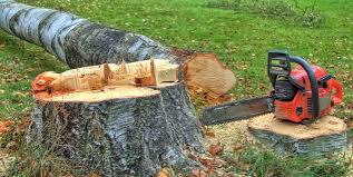 Best Storm Damage Tree Cleanup  in West Easton, PA