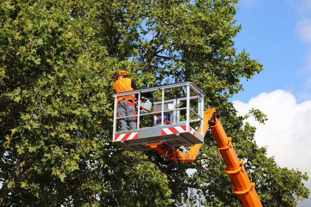 Best Emergency Tree Removal  in West Easton, PA