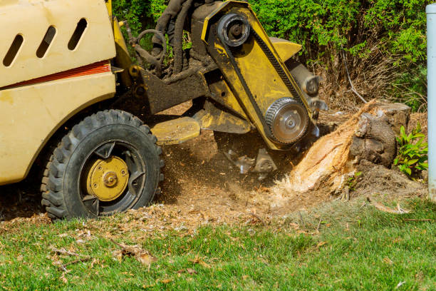 Best Tree Maintenance Programs  in West Easton, PA