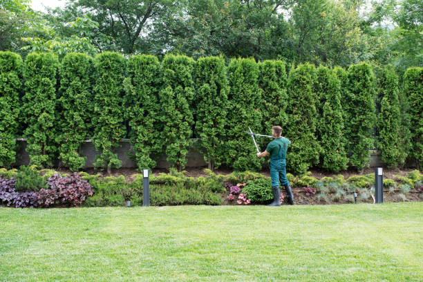Best Lawn Grading and Leveling  in West Easton, PA